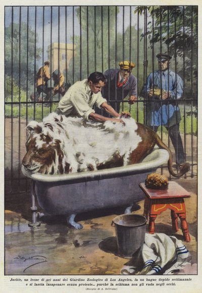 Jackie, a Six-Year-Old Lion from the Los Angeles Zoo, Takes a Warm Bath... by Achille Beltrame