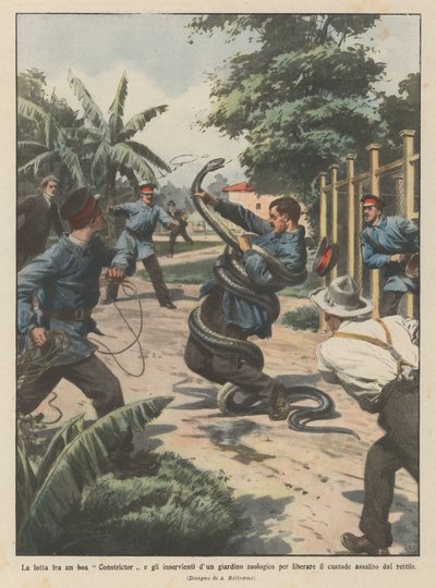 The fight between a boa constrictor and the attendants of a zoo to free the keeper by Achille Beltrame