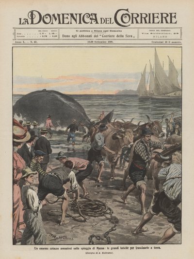 A huge whale stranded on the beach of Massa, the great efforts to drag it ashore by Achille Beltrame