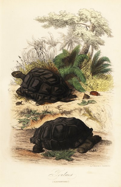 Aldabra giant tortoise, Aldabrachelys gigantea, vulnerable by Adolph (after) Fries