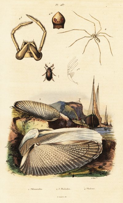 Piddock, Clam, Beetle and Spider by Adolph (after) Fries