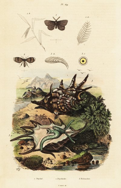 Spider Conch and Drain Flies by Adolph (after) Fries