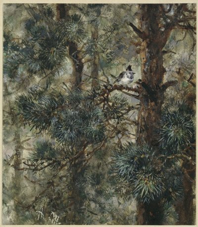 The Crested Tit in Pine Branches. From the "Children