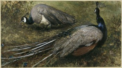 The Two Peacocks. From the "Children