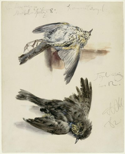 Dead Thrush in Two Views by Adolph Menzel