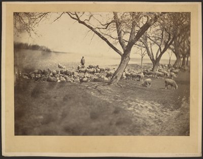 Shepherd and Flock of Sheep by Adolphe Braun