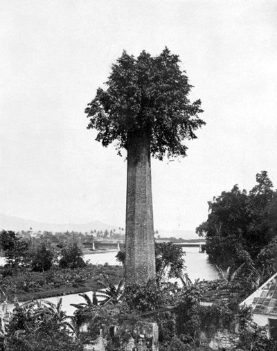 Tree Growing Out Old Sugar Estate Chimney, Jamaica by Adolphe Duperly and Son