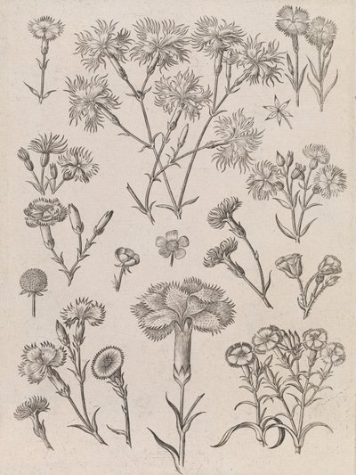 Daffodils by Adriaen Collaert