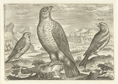 Three birds in a landscape, Birds (series title), Avivm vivae (series title) by Adriaen Collaert