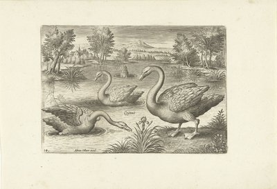 Three Swans in a Pond by Adriaen Collaert