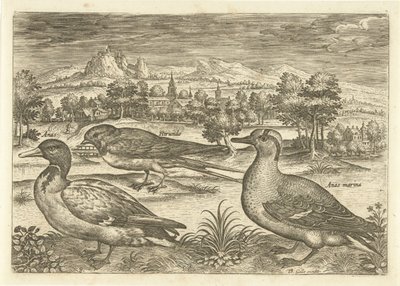 Several Birds in a Landscape by Adriaen Collaert