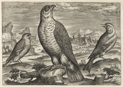 Hawk and Sparrows by Adriaen Collaert
