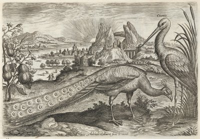 Peacock and Stork by Adriaen Collaert