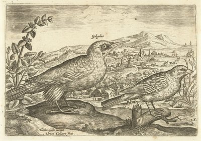 Two Birds in a Landscape by Adriaen Collaert