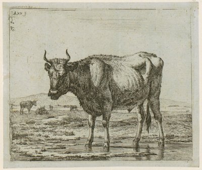 Bull Standing in Water, Plate 6 from the Series 