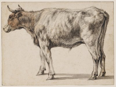 A Standing Young Bull by Aelbert Cuyp