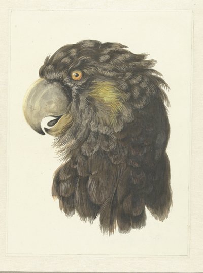 Head of a Cockatoo, Head of a Parrot by Aert Schouman