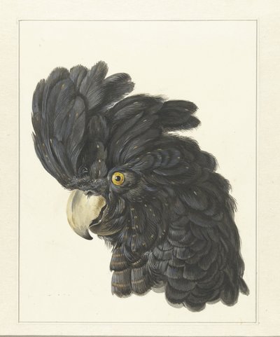 Head of a Cockatoo, Head of a Parrot by Aert Schouman