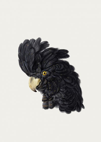 Head of a Cockatoo by Aert Schouman