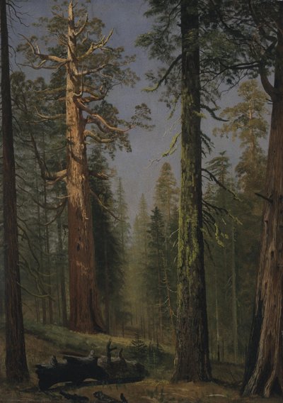 The Grizzly Giant Sequoia, Mariposa Grove, California by Albert Bierstadt