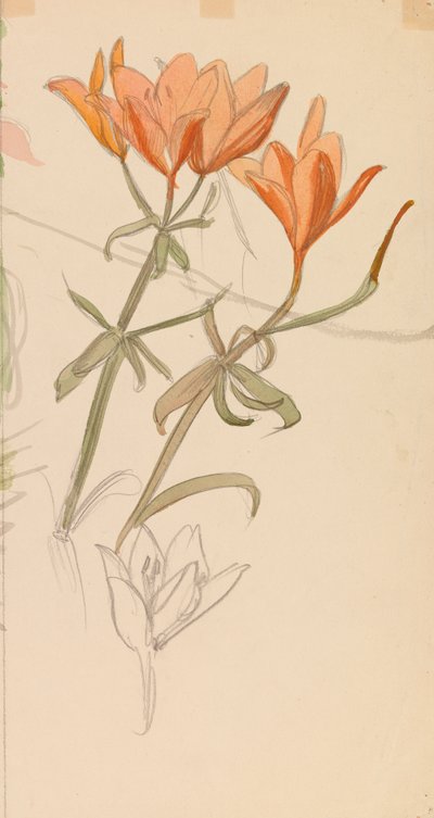 Orange Lilies by Albert Edelfelt