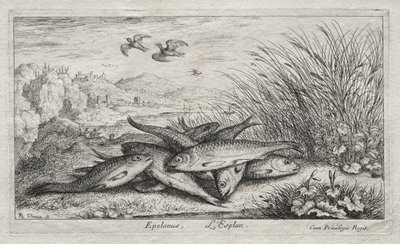 Fresh Water Fish, Part II: Epelanus, L