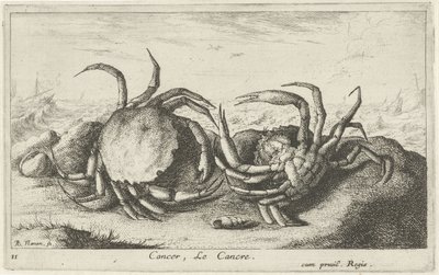 Two Crabs on the Beach (Fish and Other Sea Creatures - Saltwater First Series) by Albert Flamen