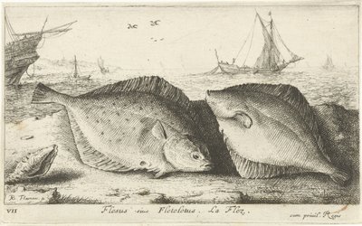 Two Plaice on the Beach (Flesus siue Fleteletus. La flez.) (Fish and Other Sea Creatures - Saltwater First Series) (Diverses Especes de Poissons de mer series) by Albert Flamen