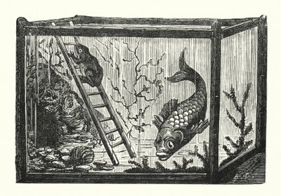 Fish and frog in a fish tank by Albert Robida