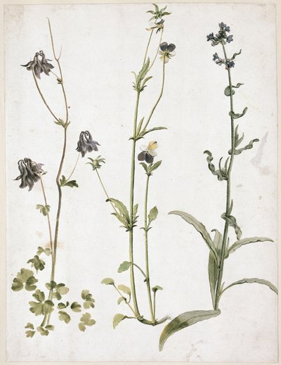Columbine, Pansy and Viper