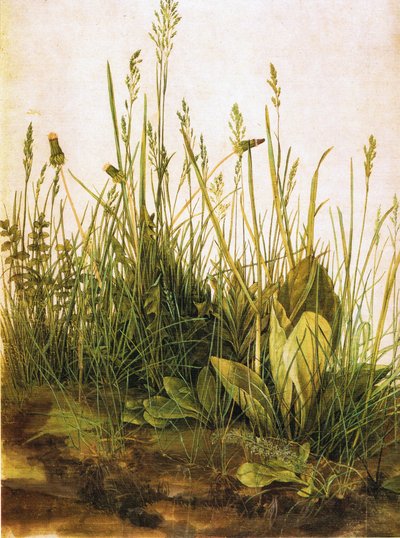 The Large Piece of Turf by Albrecht Dürer