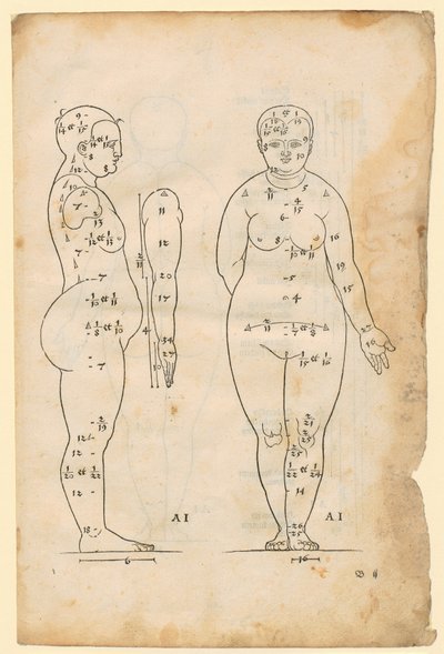 Side and Front View of the Woman of 7 Head Lengths (Type AI), Arm in Side View, from "The Proportions Doctrine" by Albrecht Dürer