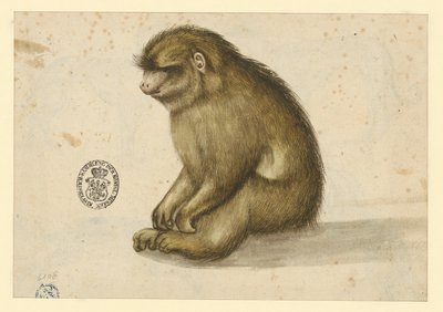 Seated Monkey by Albrecht Dürer