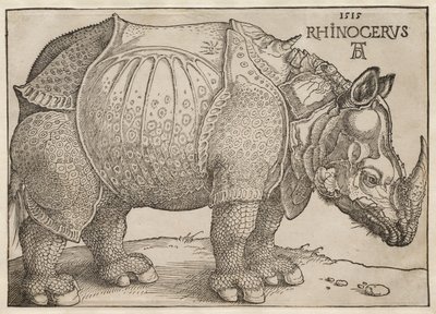 The Rhinoceros by Albrecht Dürer