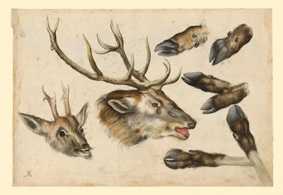 Two Deer Heads, to the Right, and 6 Legs by Albrecht Dürer