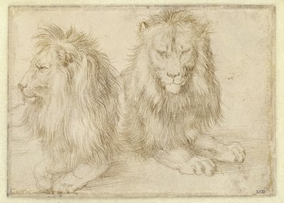 Two Reclining Lions by Albrecht Dürer