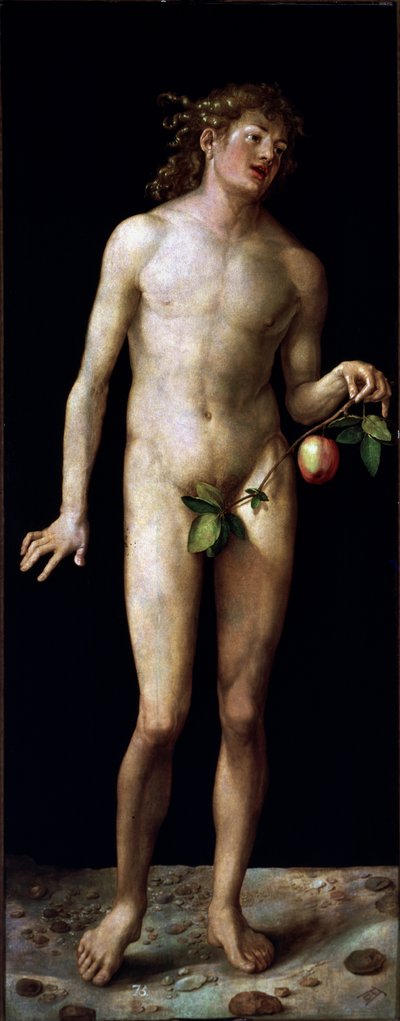 Adam by Albrecht Dürer or Duerer