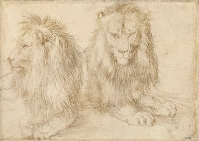 Two Seated Lions by Albrecht Dürer