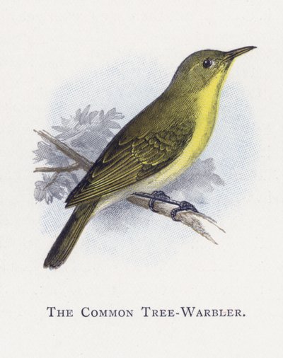 The Common Tree-Warbler by Alexander Francis Lydon
