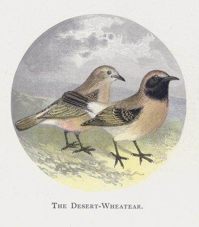 The Desert-Wheatear by Alexander Francis Lydon