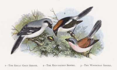 The Great Grey Shrike, The Red-backed Shrike, The Woodchat Shrike by Alexander Francis Lydon