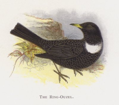 The Ring-Ouzel by Alexander Francis Lydon