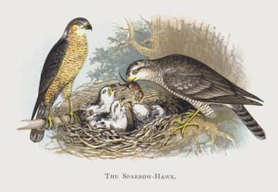The Sparrow-Hawk by Alexander Francis Lydon