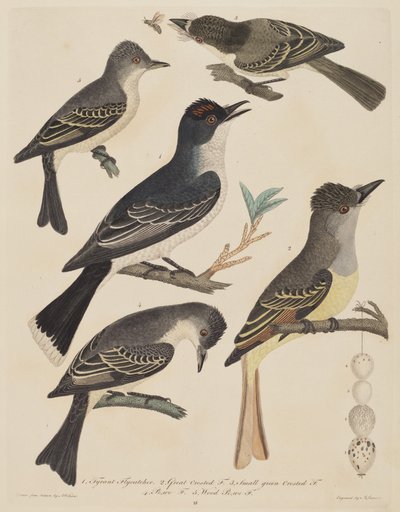 Five Birds with Their Eggs and an Insect, published 1808-1814 by Alexander Lawson