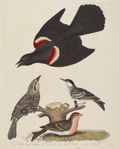 Red-winged Starling, Female Red-winged Starling, Black-poll Warbler, and Lesser..., pub. 1808-1814 by Alexander Lawson