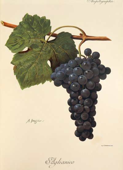 Aglianico grape by Alexis Kreyder