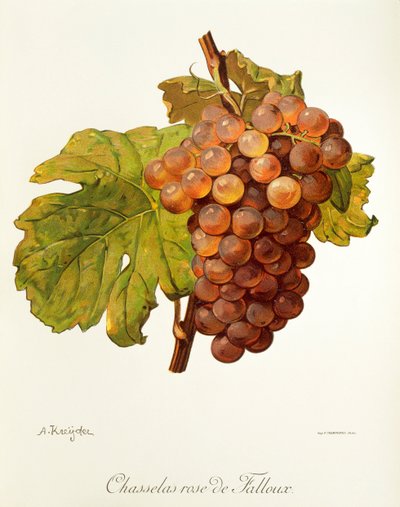 Chasselas Rose de Falloux grape by Alexis Kreyder