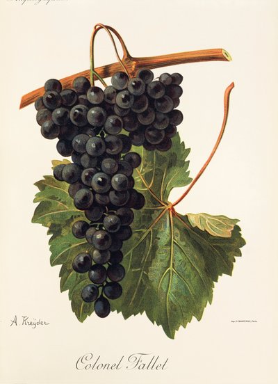 Colonel Fallet grape by Alexis Kreyder