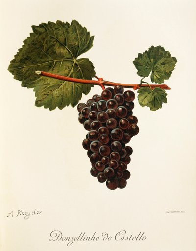 Donzellinho do Castello grape by Alexis Kreyder