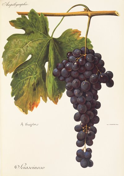 Sciascinoso grape by Alexis Kreyder